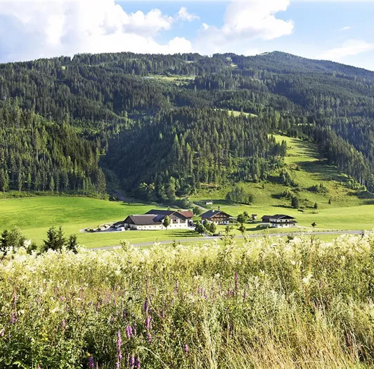 gesamter Hof