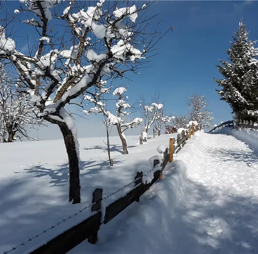 A snowy path with trees and a blue sky. The landscape is peaceful and wintery.
