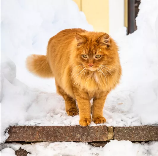 20190131_PrechtlhofAussenWinter_293