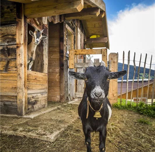 20190816_PrechtlhofAussen_029_klein