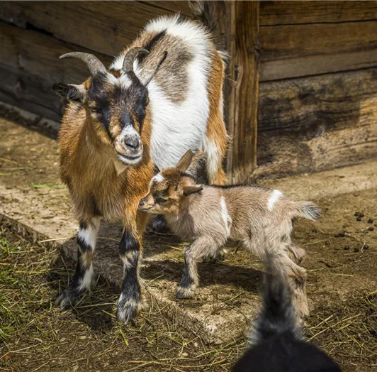 20190816_PrechtlhofAussen_086_klein