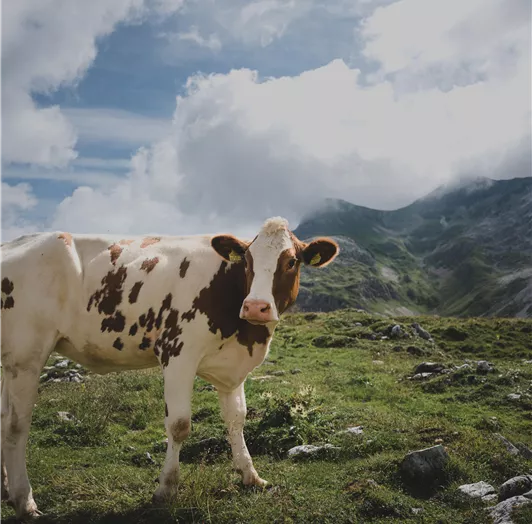 24-flachau-sommer-wandern-pleißling-12