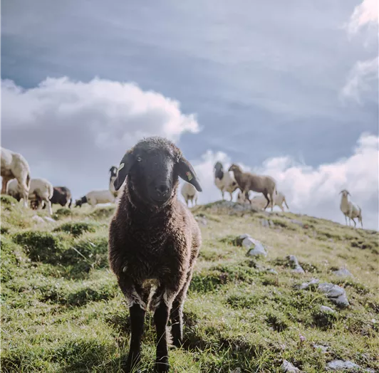 24-flachau-sommer-wandern-pleißling-6