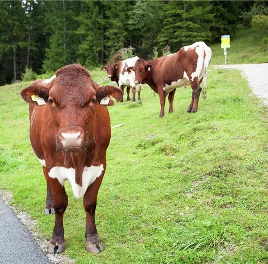 Kühe