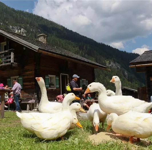 Almgebiet mit Tieren