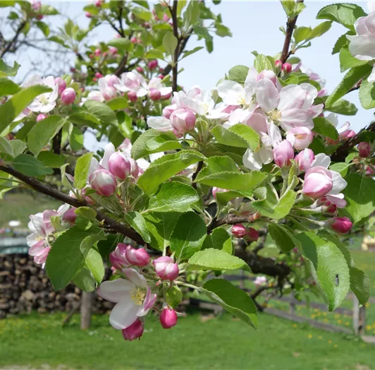 Apfelblüte