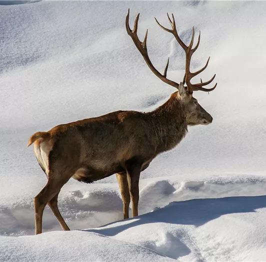 Auswahl Homepage Egglbauer-12