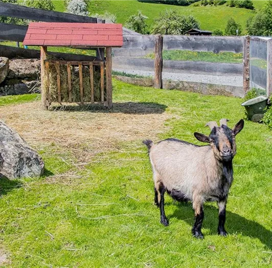 bauernhofurlaub-flachau-tiere-sommer-4135