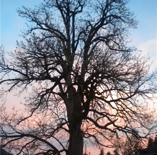 Baumrot