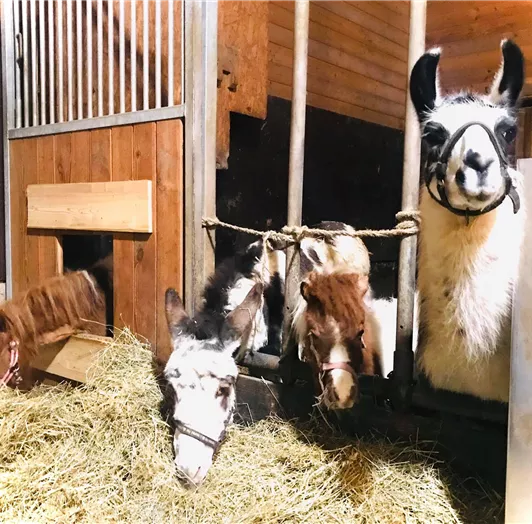 Betty und Freunde Stall