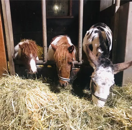 Betty und Freunde1