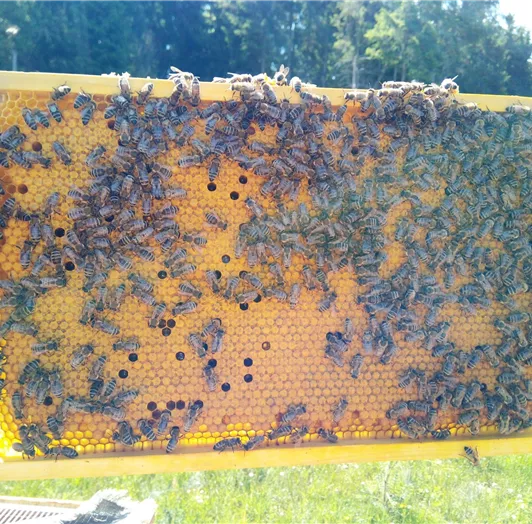 Bienenwabe