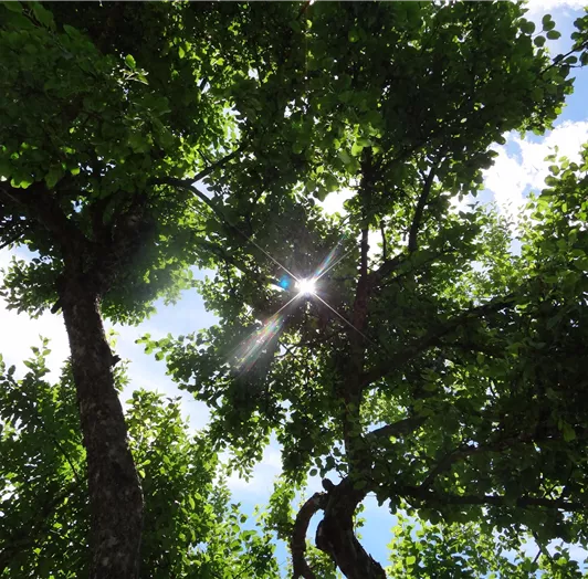 Blick durch die Krone unseres alten Apfelbaumes