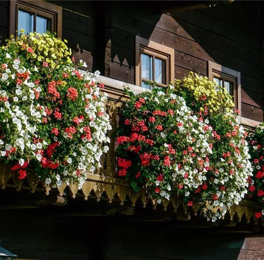 Blütenpracht im Sommer