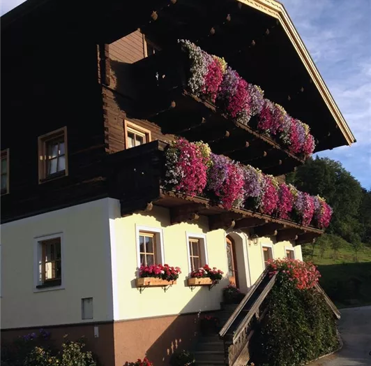 Blumen Kleinhoech