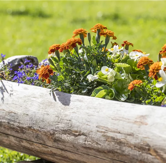 Ein Holzpflanzkasten mit bunten Blumen, darunter orangefarbene Ringelblumen und violette Blumen. Im Hintergrund ist grünes Gras zu sehen.