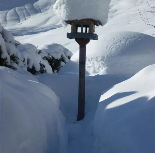 Ein Traum so ein Schnee