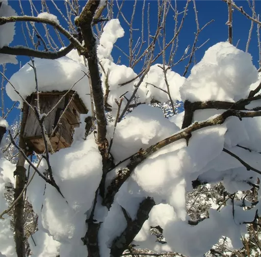 Fast eingeschneites Vogelhaus