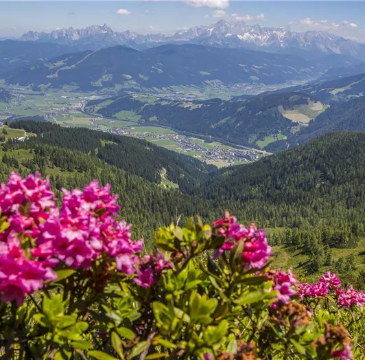 Herrlicher Blick vom Berg hinunter ins Tal nach Flachau
