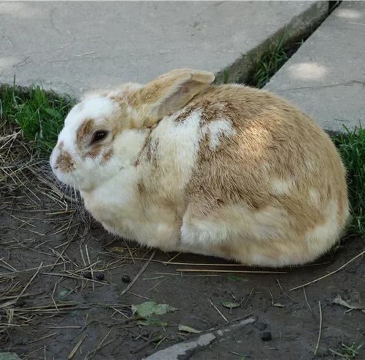 Ein Kaninchen sitzt auf dem Boden neben Gras und einem Gehweg. Es hat ein weiches, hellbraunes Fell mit weißen Flecken.