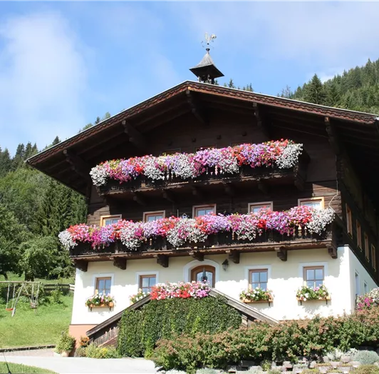 Foto Sommer
