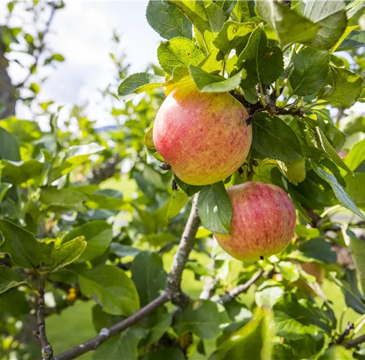 Genuss aus dem eigenen Obstgarten
