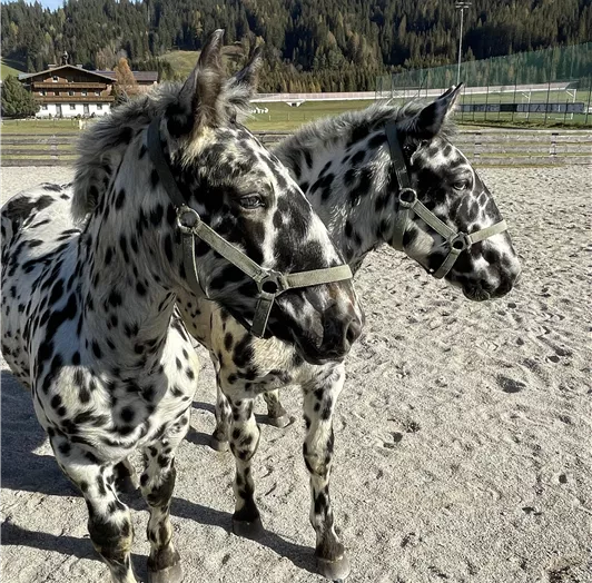 gibt´s nur im Doppelpack