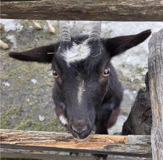 Halli Hallo