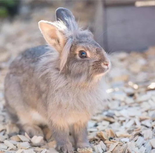 hase_bauernhof-gross