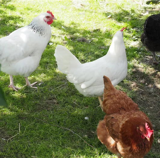 Henriette, Edeltraud und Co