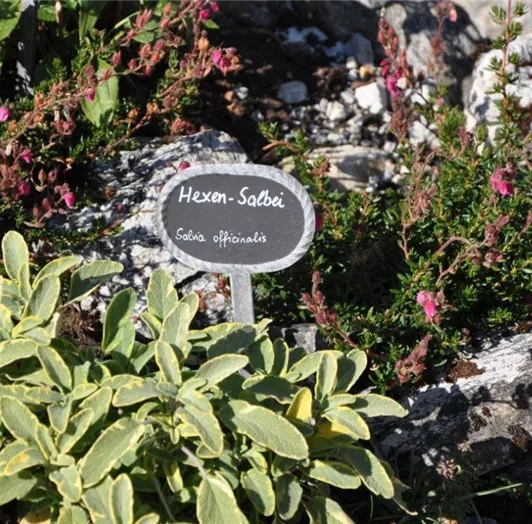 Hexen Salbei
