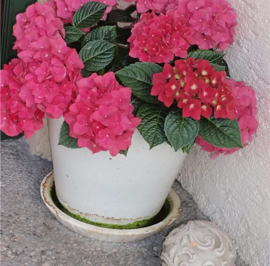 hortensie
