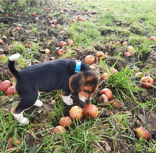 Hund 1