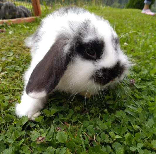 Unsere Häschen freuen sich über das leckere Gras und Streicheleinheiten