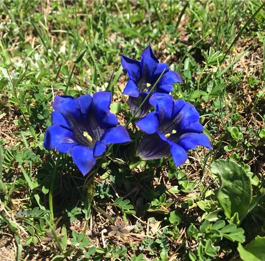 Der blaue Enzian blüht auf unseren Almwiesen. Ein Traum.