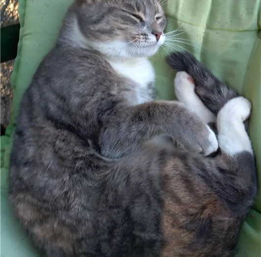 Unsere Katze Elli bei einem Schläfchen in der Sonne