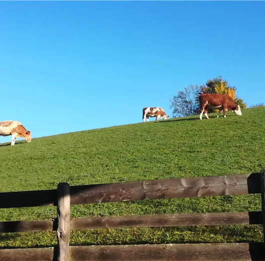 Landschaft hinter unserem Haus