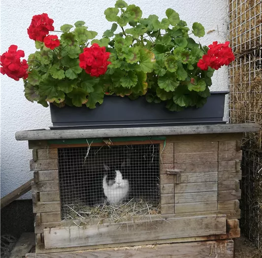 Hase