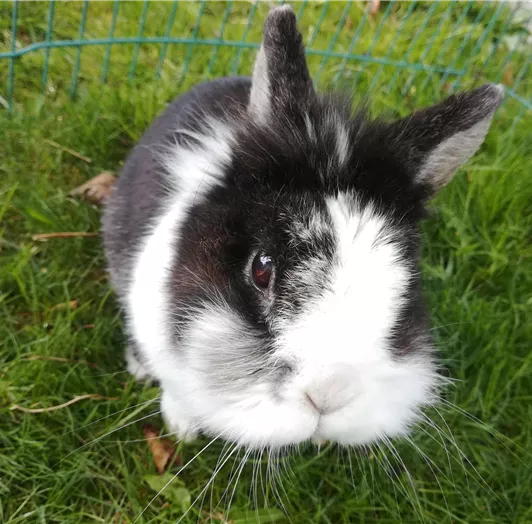 Hase