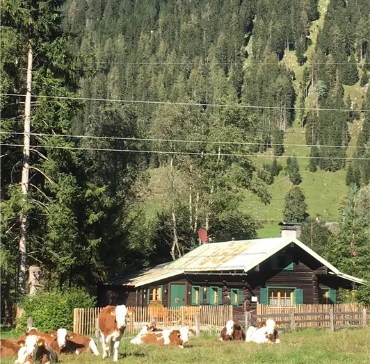 Kälber des Bauern vor dem Häuschen
