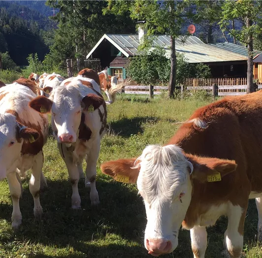 Die süßen Kälbchen sind da!!