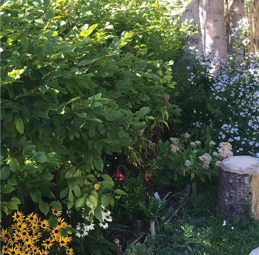 Es blüht im Garten
