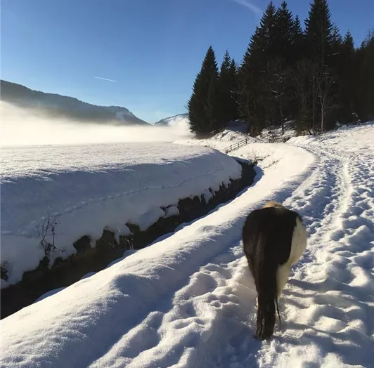 Spaziergang mit Fini (Minipony)