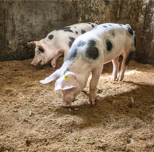 Unsere Schweine Benno und Bruno