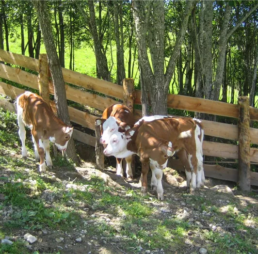Kälber im schatten