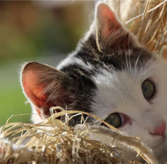 Katze