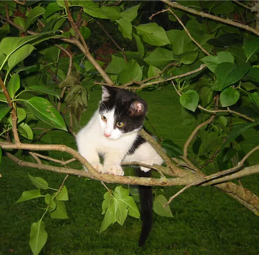 Katze am Flieder