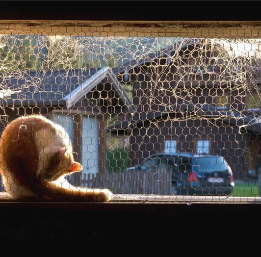 Katzen warten auf Streicheleinheiten