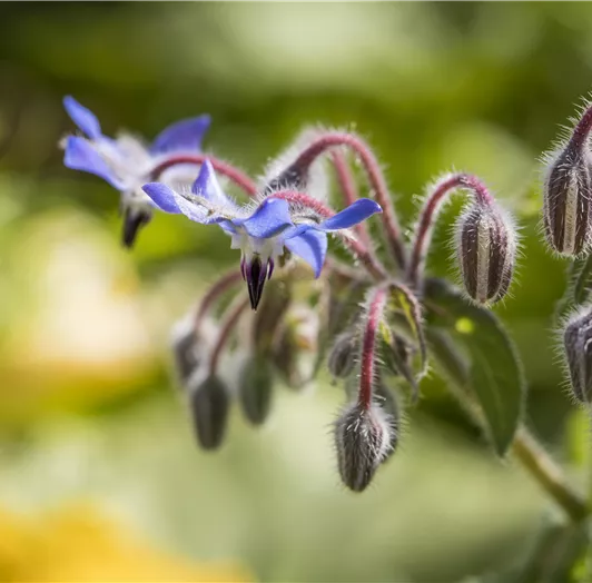 Eine Borretschblume mit zarten blauen Blüten und samtigen Knospen. Im Hintergrund sind unscharfe gelbe und grüne Farben sichtbar.