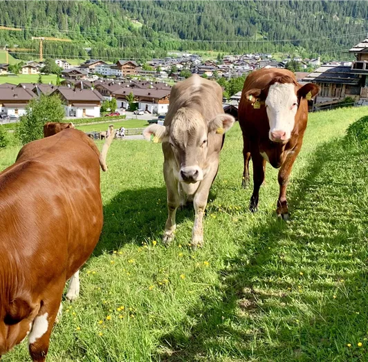 Die Kühe warten schon auf eine Streicheleinheit! Direkt am Haus grasen neugierige Kühe auf saftigen Wiesen und sorgen für echtes Landleben-Feeling. Mit ihrem sanften Blick und ruhigen Wesen verleihen sie der Umgebung eine besondere Gelassenheit – und manchmal kommen sie ganz nah, als wollten sie sagen: "Na, wie wär's mit einer Streicheleinheit?" Diese natürliche Nähe zur Tierwelt macht Ihren Aufenthalt einzigartig – authentisch, entschleunigend und mitten im Grünen.